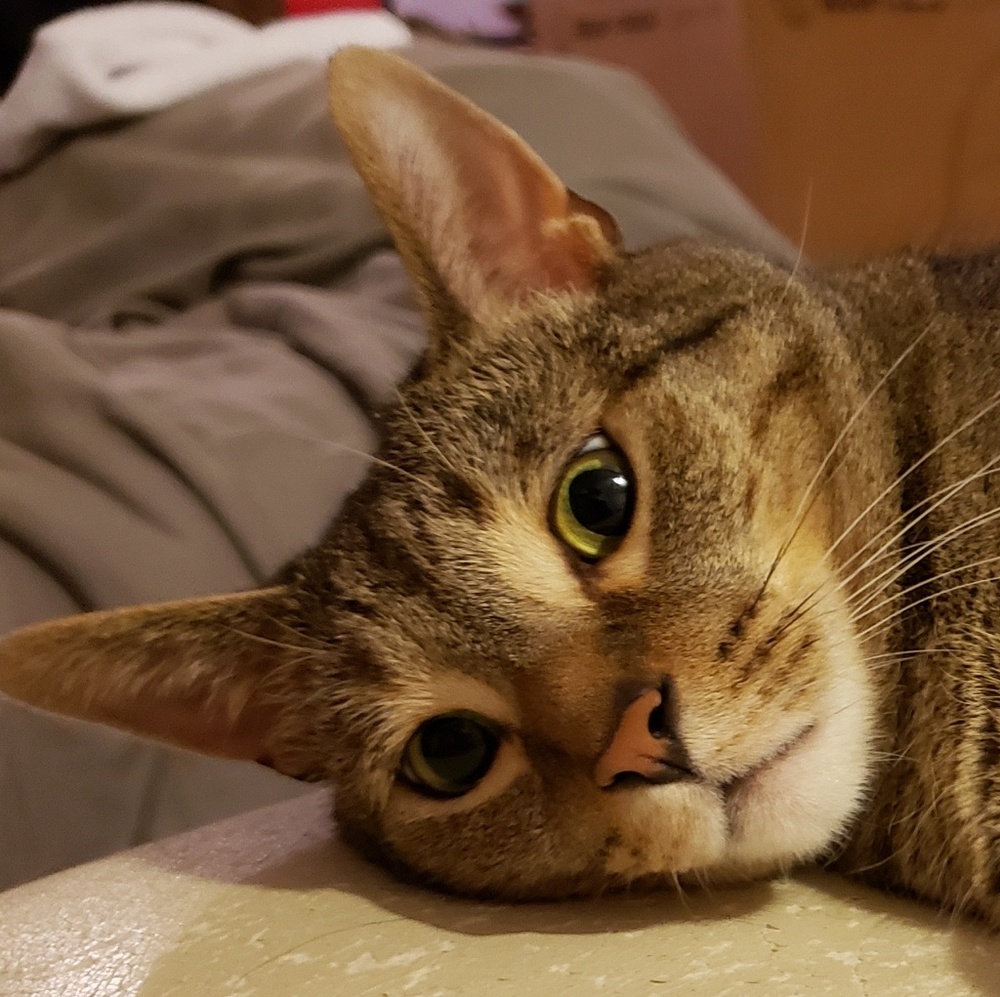 Meet your Posher, Minnie
